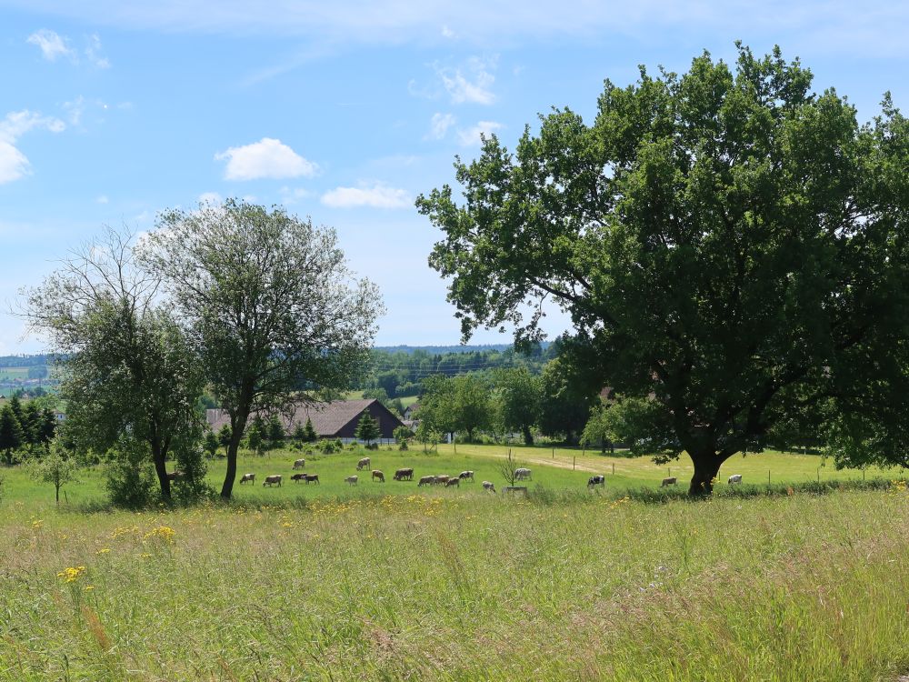 Kuhherde bei Aristau