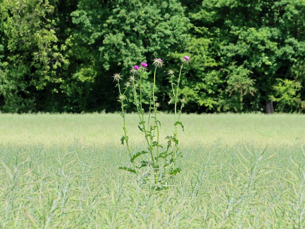 Disteln im Rapsfeld