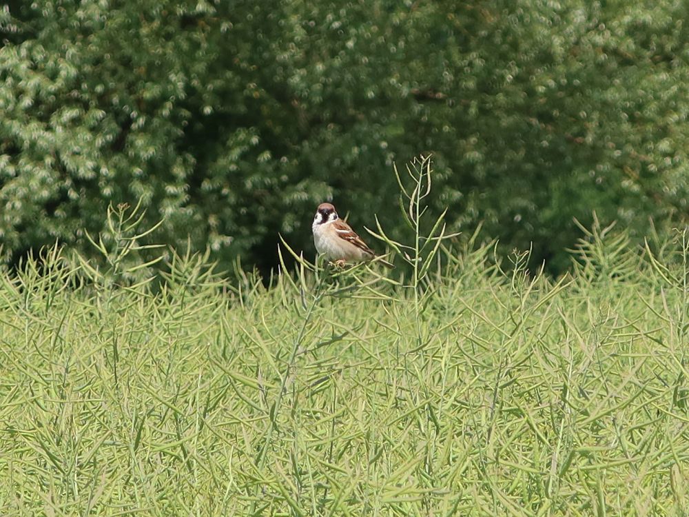 Vogel im Rapsfeld