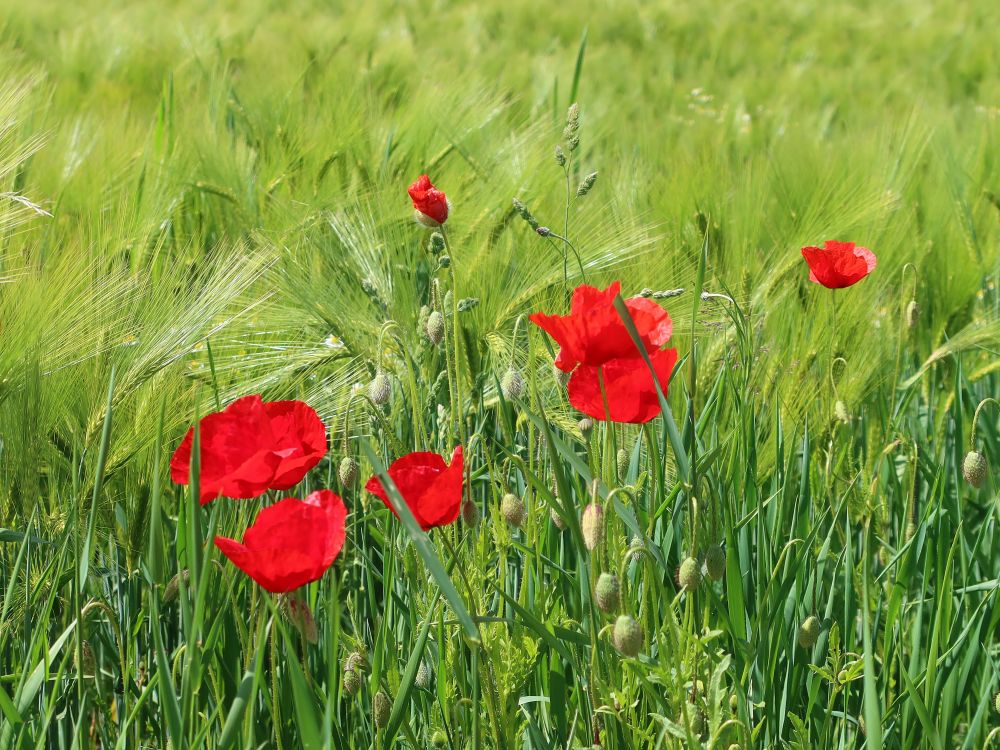 Klatschmohn im Kornfeld
