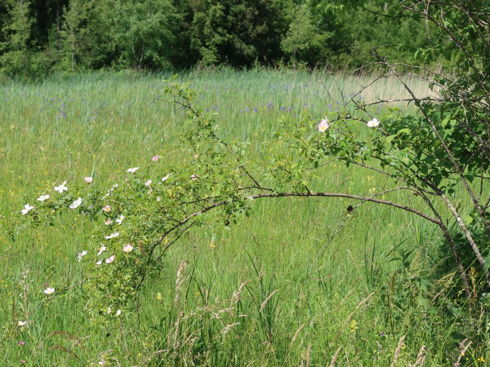 Wildrosen vor Schwertlilien