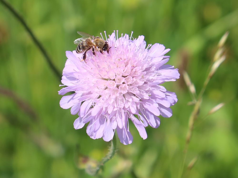Widwenblume mit Insekt