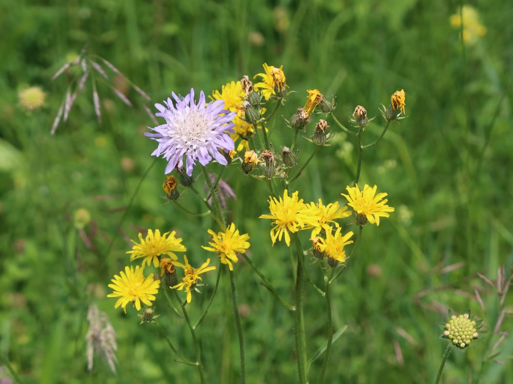 Widwenblume zwischen Pipau