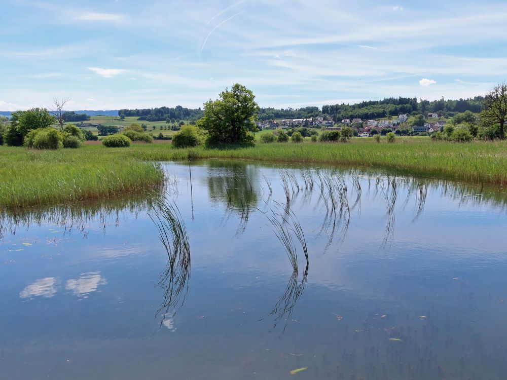 Gräser im Teich