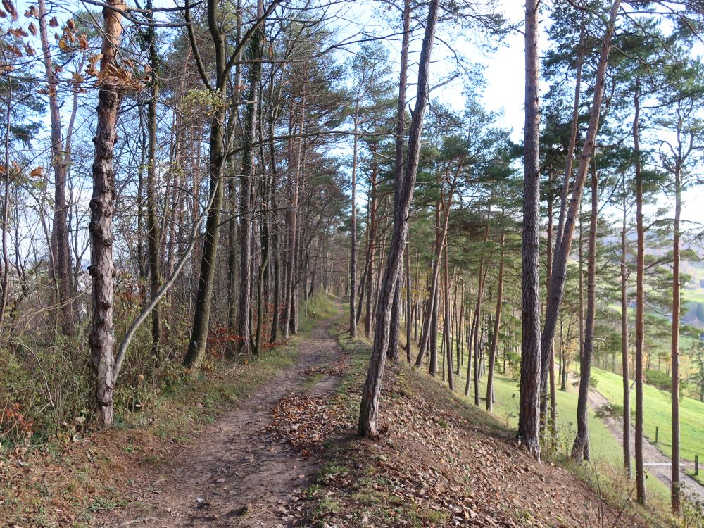Gratweg am Multberg