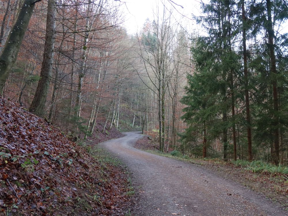 Waldweg im Steinerholz