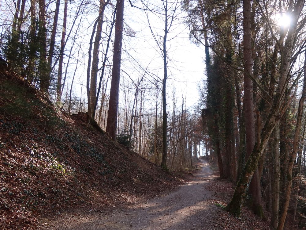 Waldweg am Läbetschbüel