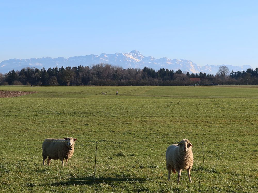 Schafe mit Säntis