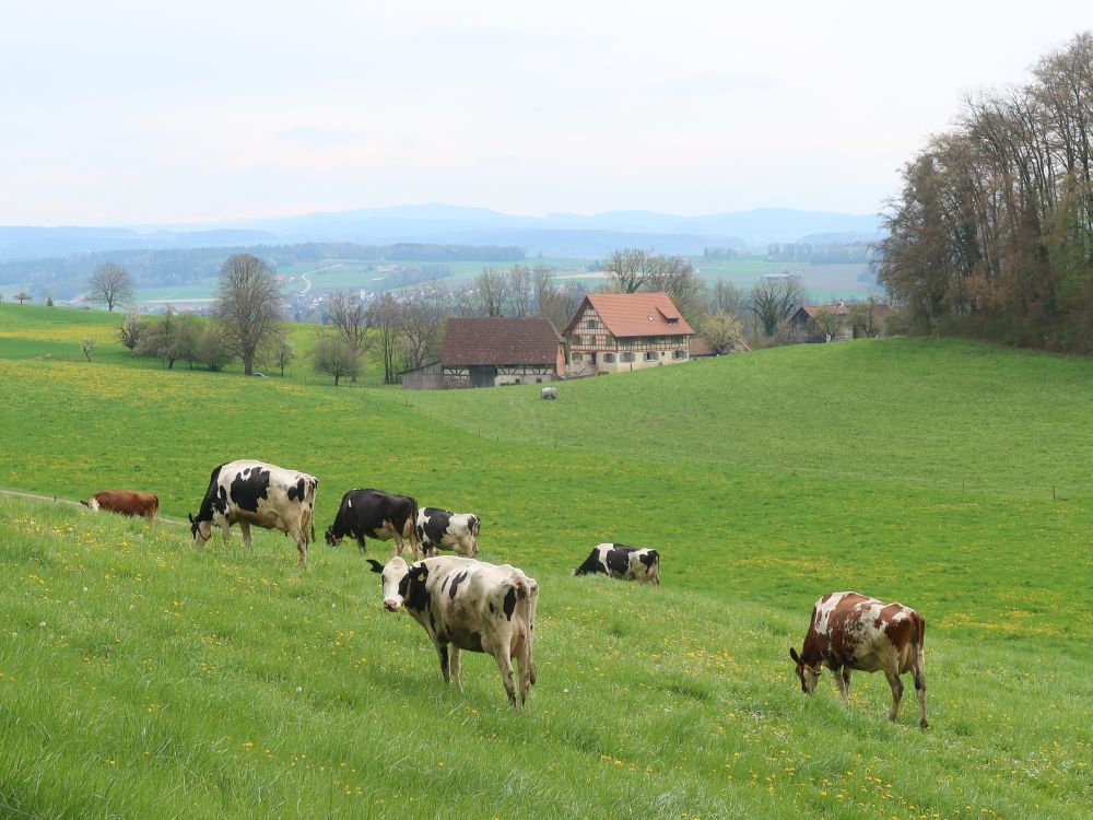 Kühe vor Mönchhof