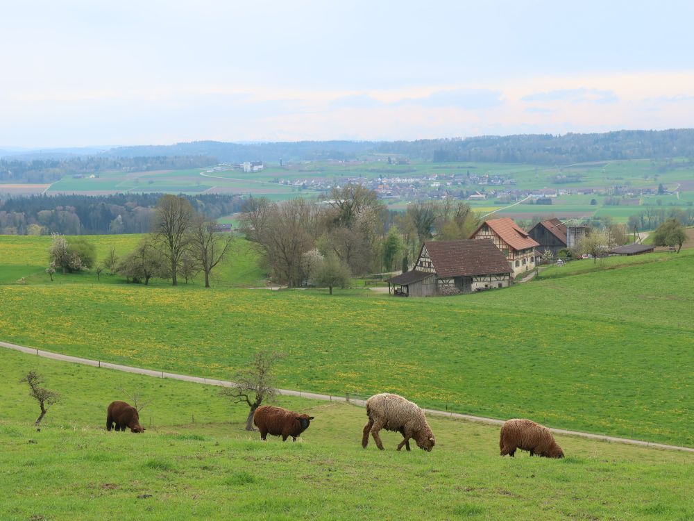 Schafe vor Mönchhof