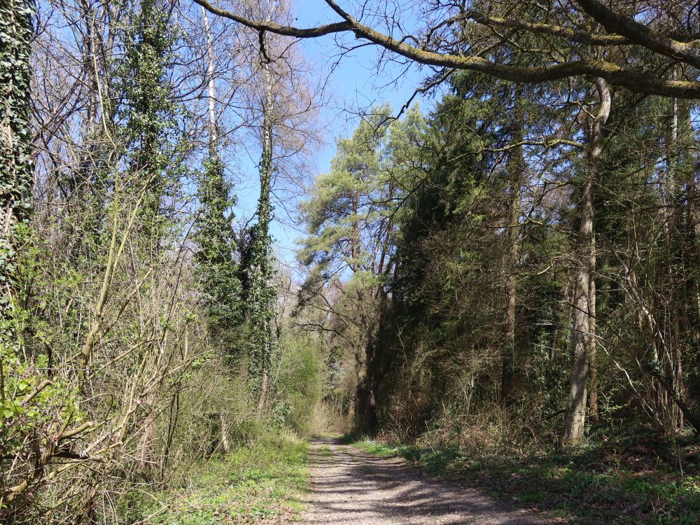 Waldweg