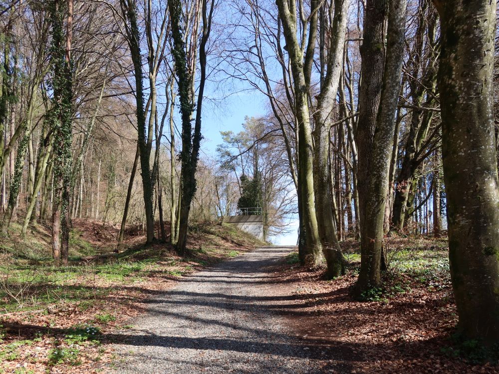 Waldweg