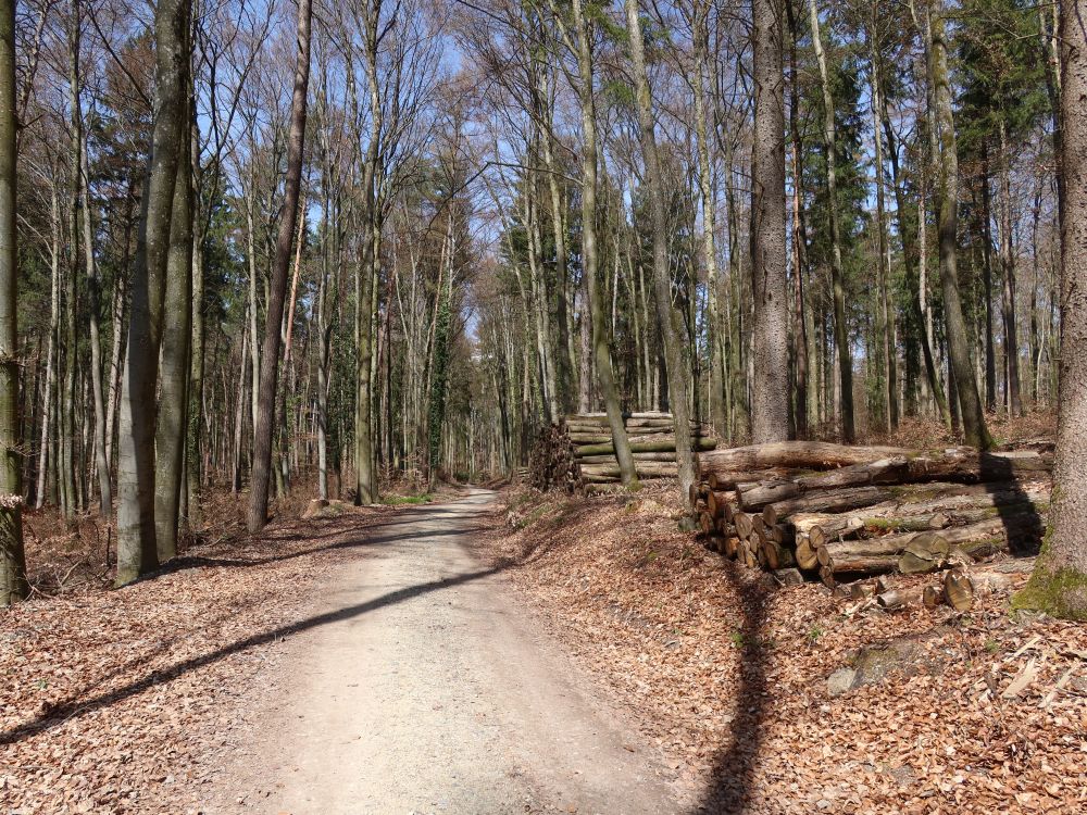 Holzschlag