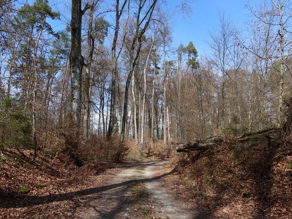 Waldweg