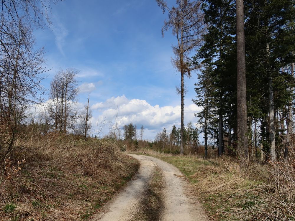 Weg in der Waldlichtung