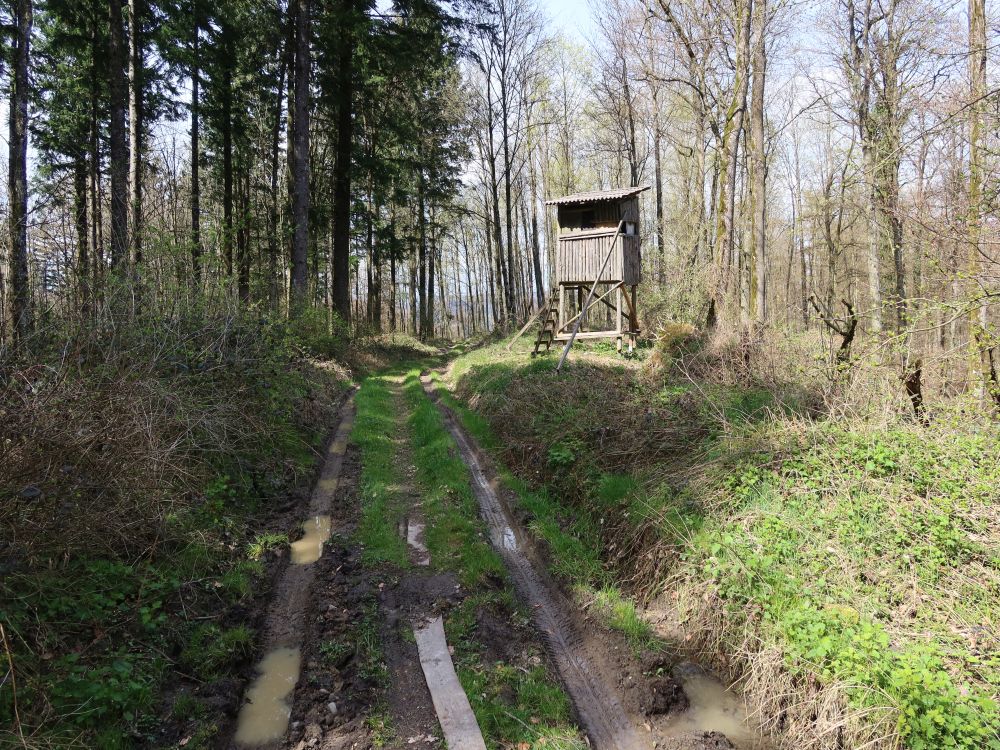 Waldweg mit Jägerstand