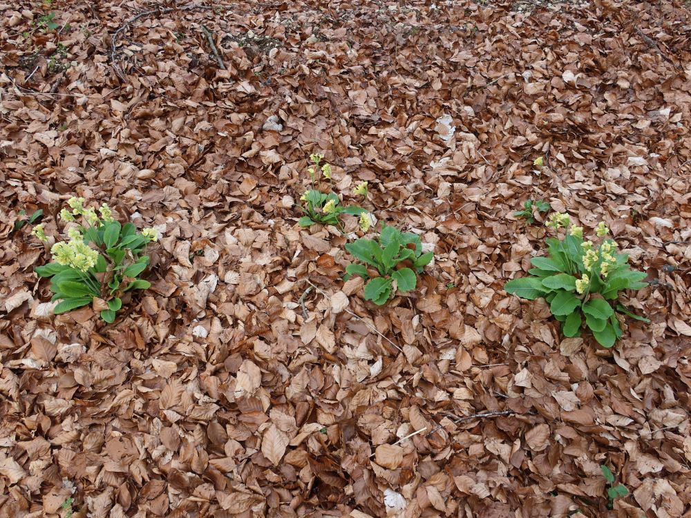 Schlüsselblumen im Laub