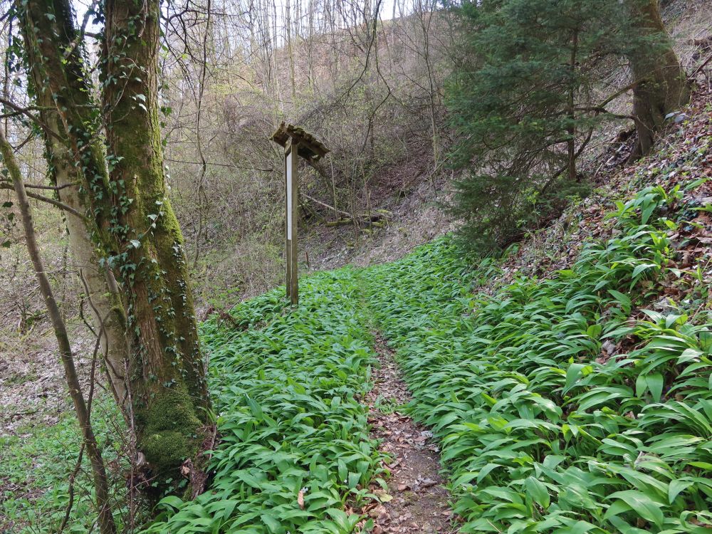 Pfad im Bärlauch