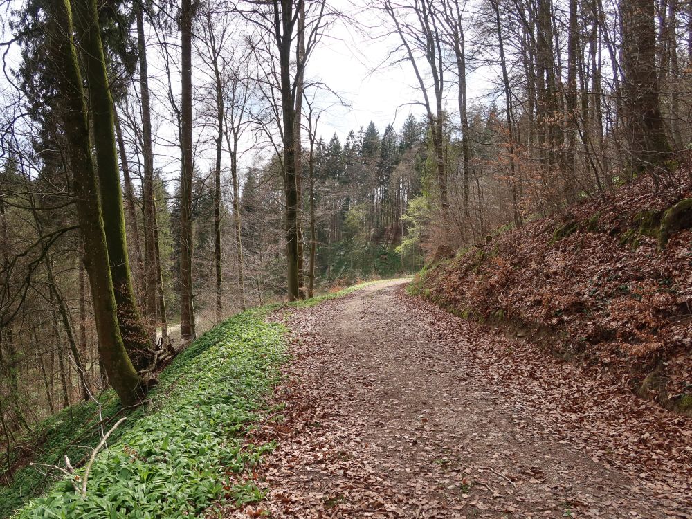 Waldweg