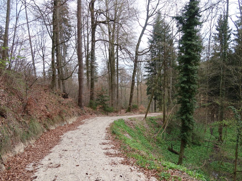 Waldweg