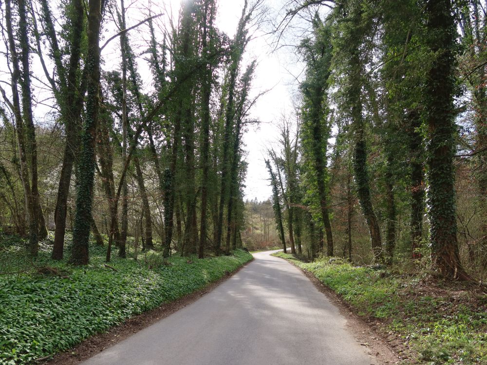 Strässchen Wahlwies - Steisslingen