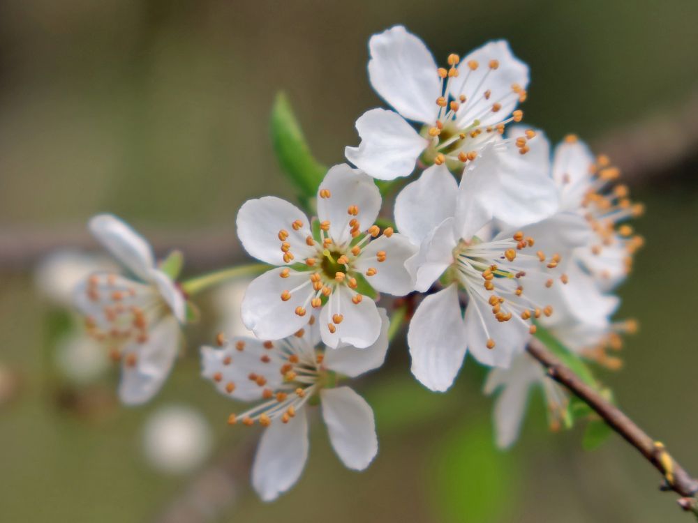 Blüten der Kirschpflaume