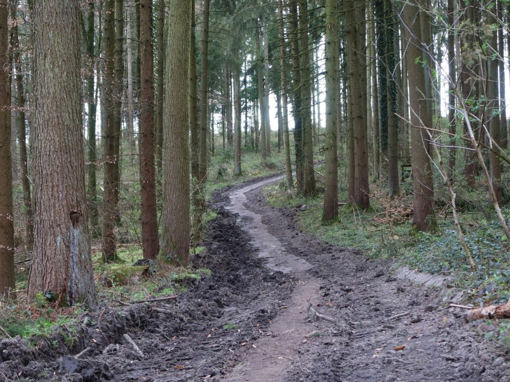 Waldweg