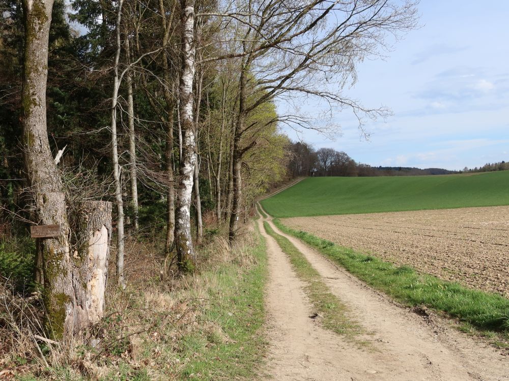 Weg am Waldrand