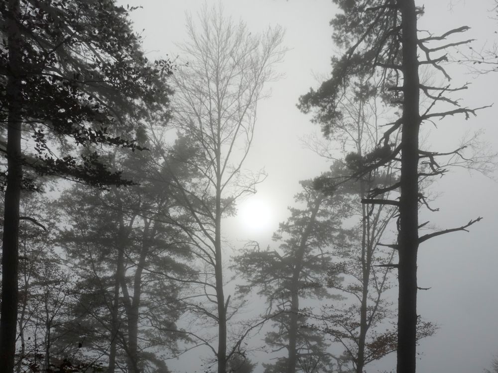 Sonne überm Nebel