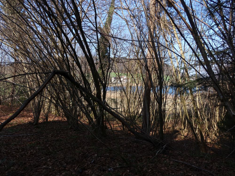 Brauweiher hinter Sträuchern