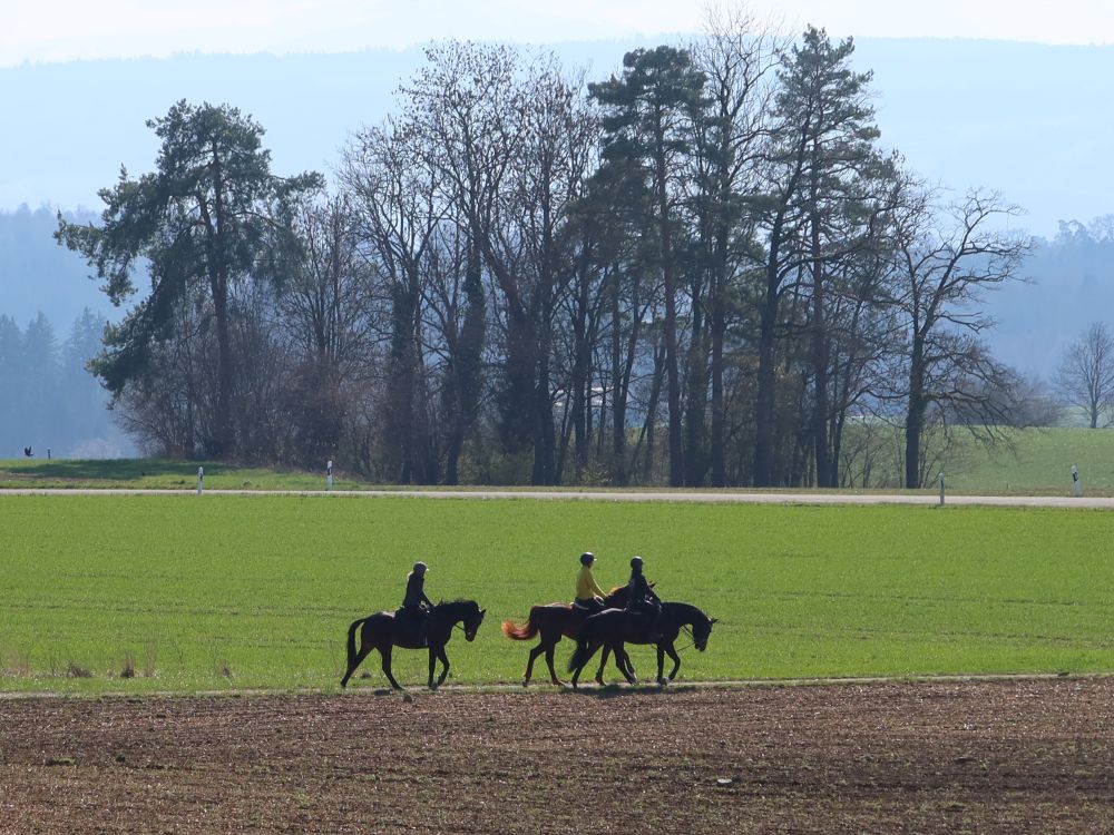 Reiter am Gupfenrainweg