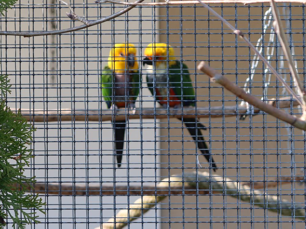 Sittiche hinter Gitter