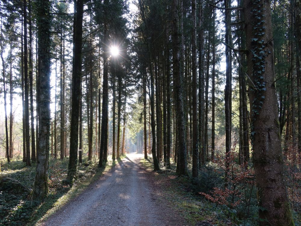 Waldweg im Gegenlicht