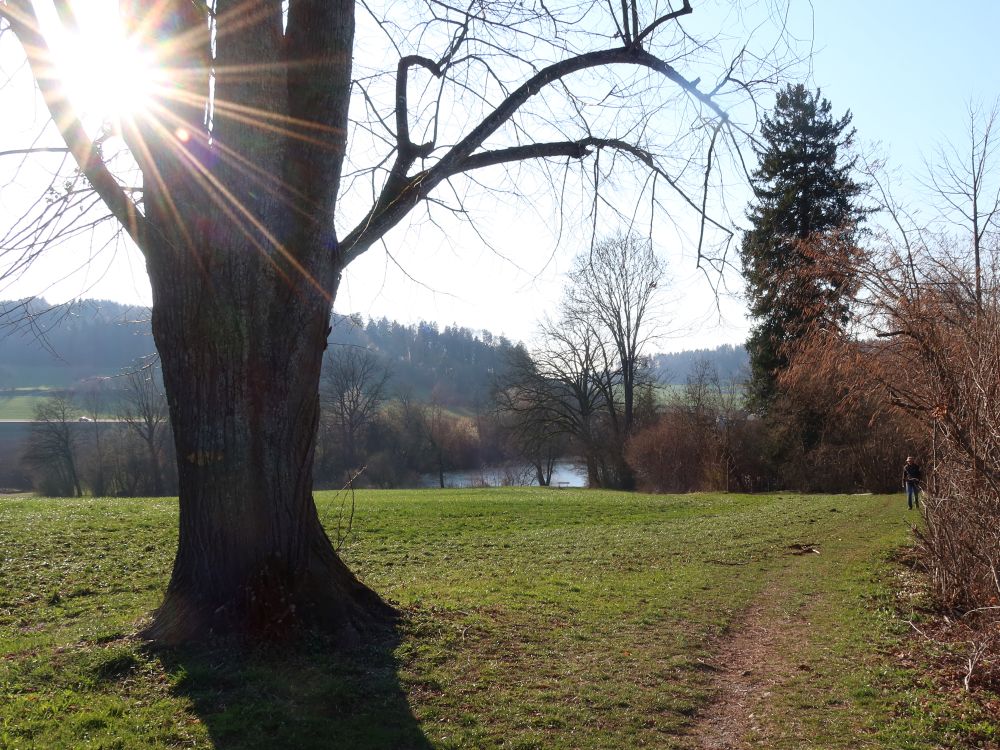 Gegenlicht bei Theilinger Weiher