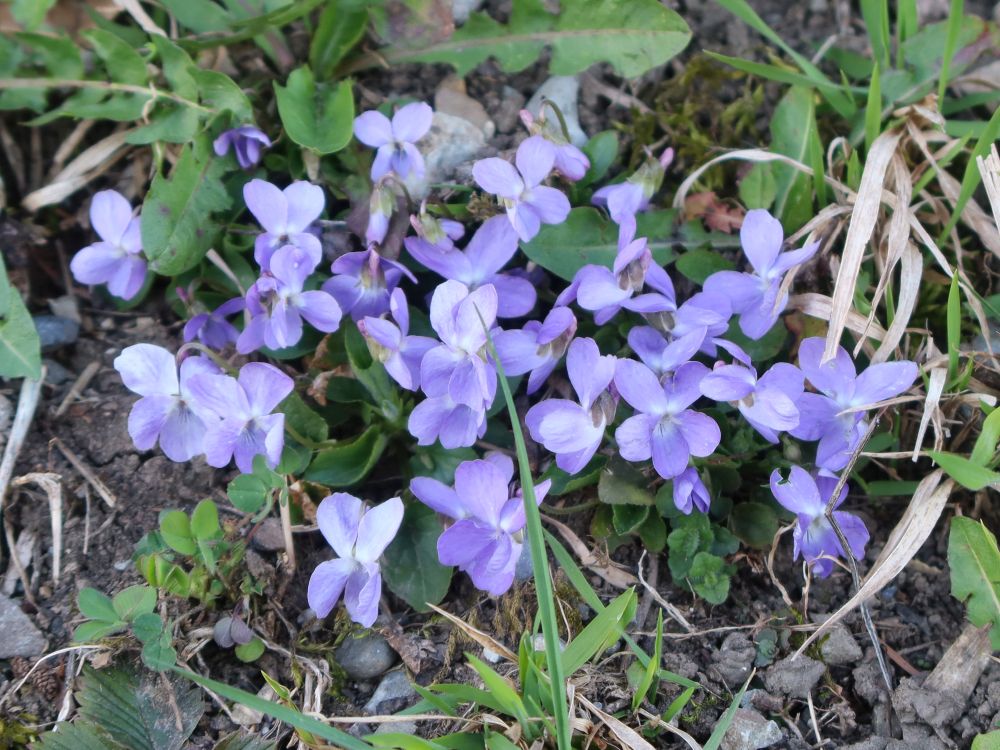 Veilchen