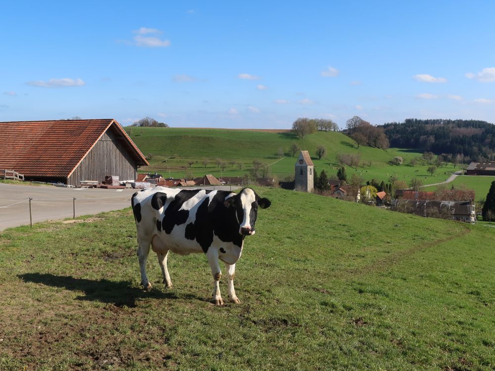 Kuh bei Lustdorf
