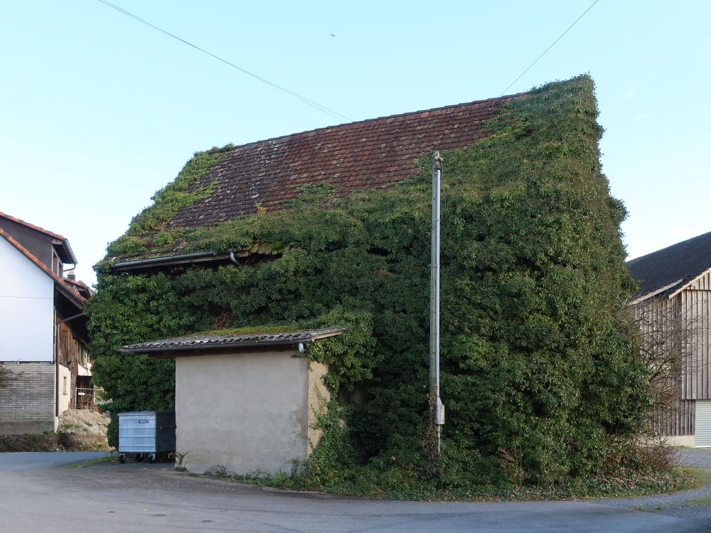 zugewachsene Hausfassade