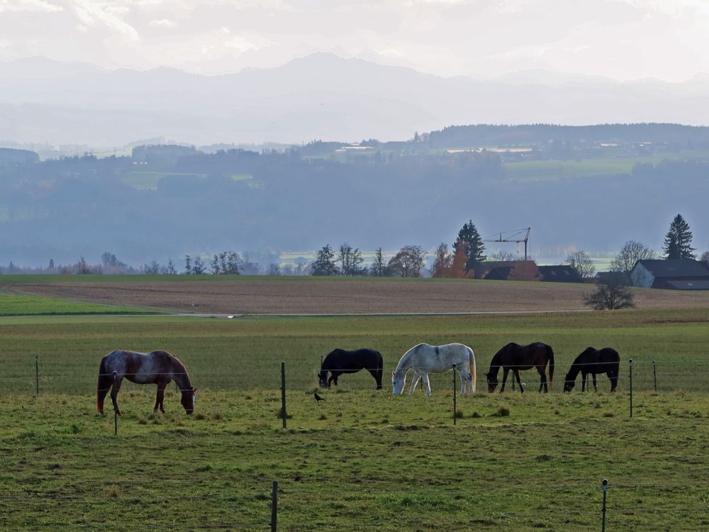 Pferde bei Gunterswilen