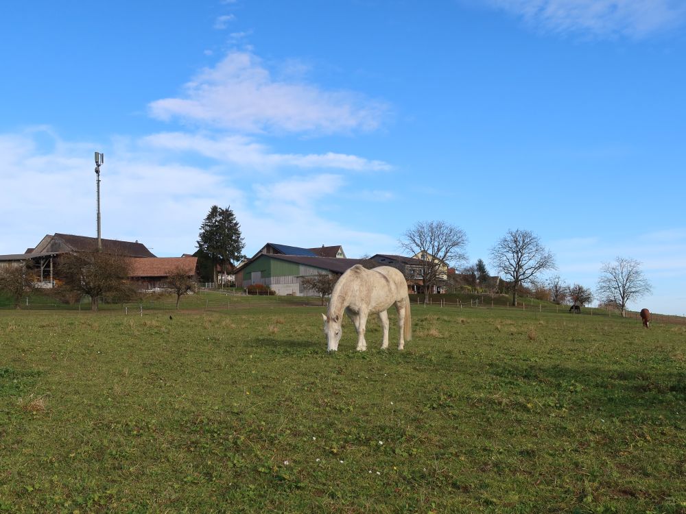 Pferd bei Gunterswilen