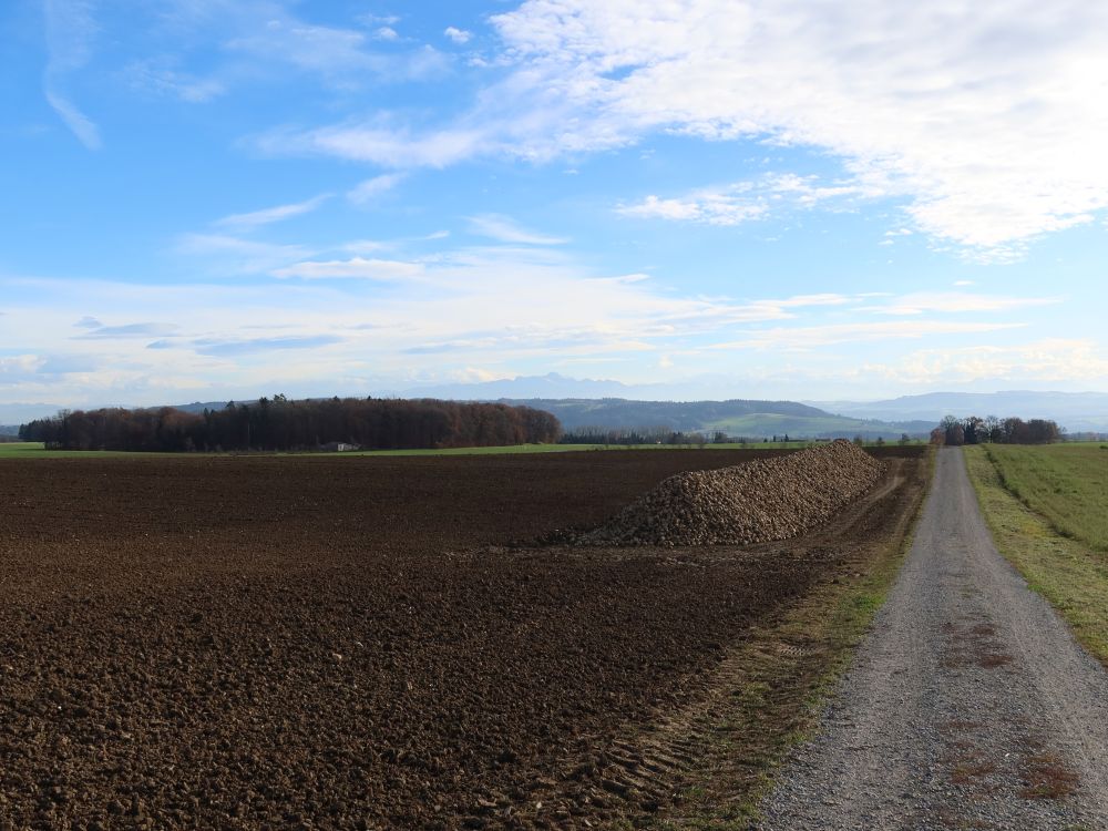 Zuckerrüben und Säntis