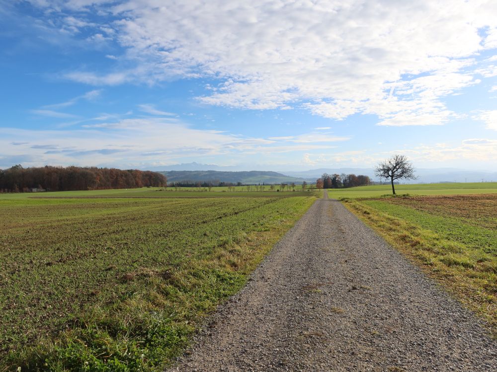 gerader Feldweg nach Sonterswil
