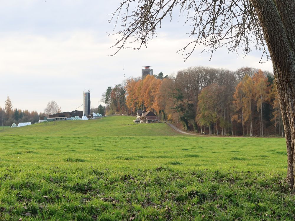 Blick Richtung Napoleonturm