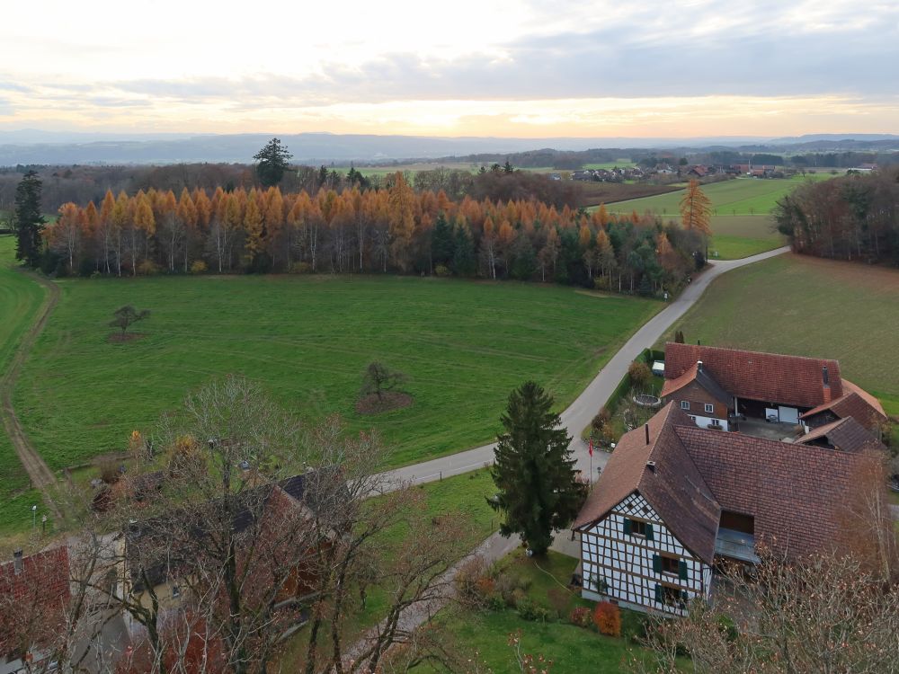 gelbe Baumspitzen bei Rüüteli
