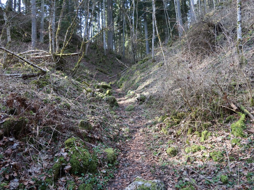 Waldpfad
