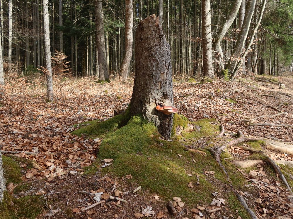Baumstumpf mit Pilz