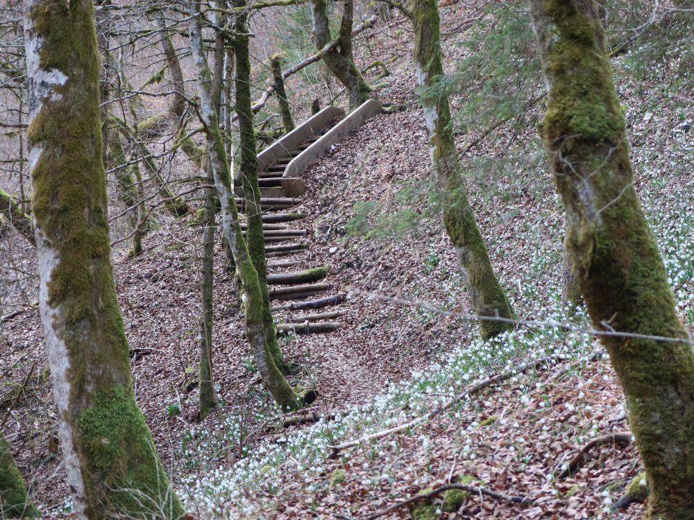 Treppe und Märzenbecher