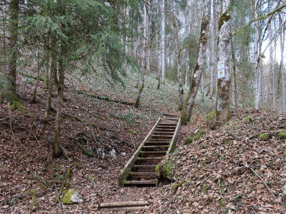 Treppe und Märzenbecher