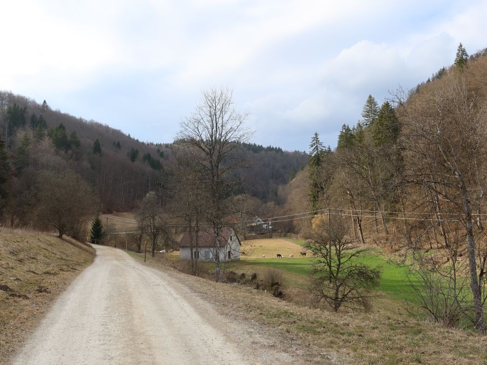 Weg im Schäfertal