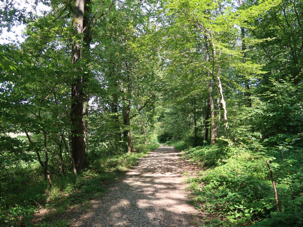 Waldweg