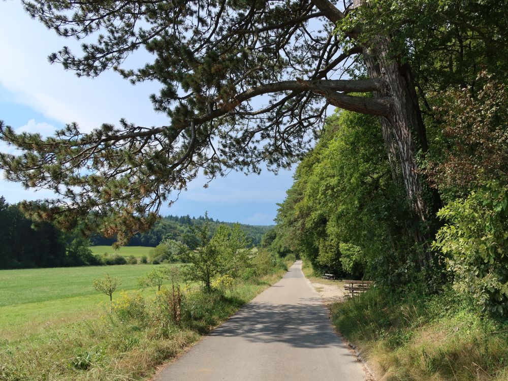 Sitzbänke am Waldrand